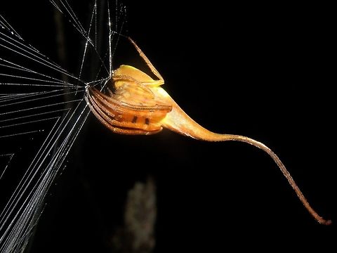 Rolled-Leaf Spider - Poltys idae Quite a large sized Spider with a distinctive long tail. Body is mostly brown in colour with patches of yellow on the abdomen and black spots/bands on the legs. This one was seen along a wide trail and was busy constructing a huge web, at least 1 meter wide. Kubah,Malaysia,Poltys,Poltys idae,Poltys sp,Rolled-Leaf Spider,Sarawak,Spider