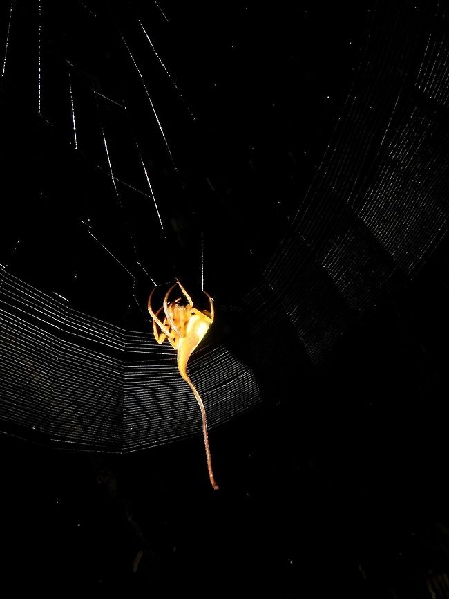 Huge Webs This large-sized Rolled-Leaf Spider is around 2.5 cm body size, and has a tail of easily 5 cm.<br />
However, another impressive thing about this Spider is that it weaves a huge web of more than 1 meter wide.  It is not only the width of the Web that is impressive, but as can be seen in the picture, the webbings are orderly weaved, spaced at less than 1 cm gap, that means, this whole webbing could be hundreds of meters length! Malaysia,Poltys,Poltys idae,Poltys sp,Rolled-Leaf Spider,Sarawak,Spider