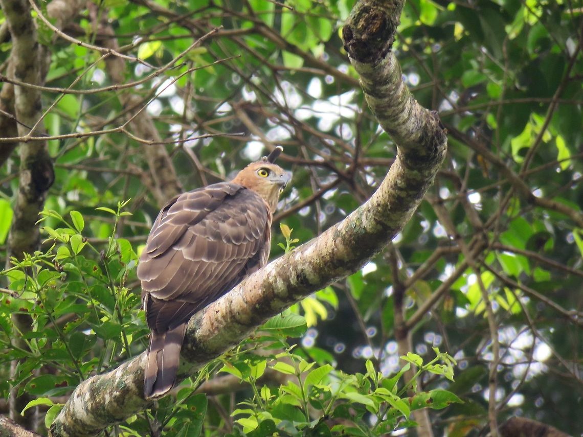 Wallace's Hawk-Eagle - Nisaetus nanus                                 Bird,Eagle,Hawk,Malaysia,Nisaetus nanus,Sabah,Wallace's Hawk-Eagle