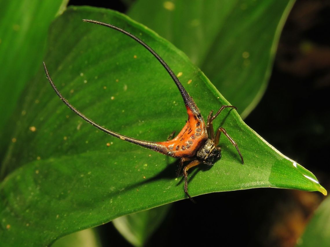 Orb Weaver Spider - Macracantha arcuata  Macracantha arcuata,Malaysia,Orb Weaver Spider,Sabah,Spider