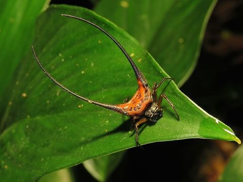 Orb Weaver Spider - Macracantha arcuata  Macracantha arcuata,Malaysia,Orb Weaver Spider,Sabah,Spider