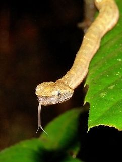 I can smell you! Second time for me to encounter this Bornean Leaf-Nosed Pit Viper - Trimeresurus borneensis, although not very long in length, this one was around 0.5 meter, it is an aggressive Snake.  Each time I approached near to try to take close-up shot, it will hiss and strikes at me!        Bornean Leaf-Nosed Pit Viper,Malaysia,Sarawak,Snake,Trimeresurus borneensis,Viper