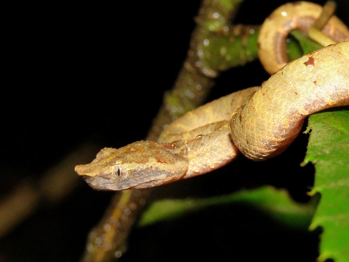 Bornean Leaf-Nosed Pit Viper - Trimeresurus borneensis Side view to show the 'leaf' nose. Bornean Leaf-Nosed Pit Viper,Malaysia,Sarawak,Snake,Trimeresurus borneensis,Viper