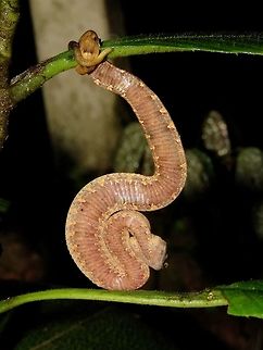 Strong Tail Bornean Leaf-Nosed Pit Viper - Trimeresurus borneensis have stout body and strong prehensile tail. Bornean Leaf-nosed Pit Viper,Malaysia,Sarawak,Snake,Trimeresurus borneensis,Viper