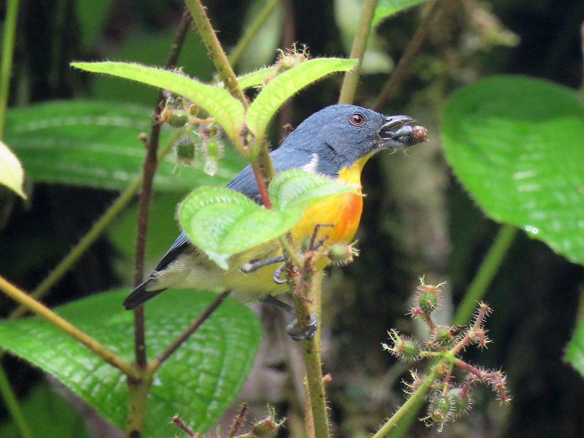 Yellow-Rumped Flowerpecker The Yellow-Rumped Flowerpecker - Prionochilus xanthopygius is endemic to the island of Borneo. Bird,Malaysia,Prionochilus xanthopygius,Sarawak,Yellow-Rumped Flowerpecker