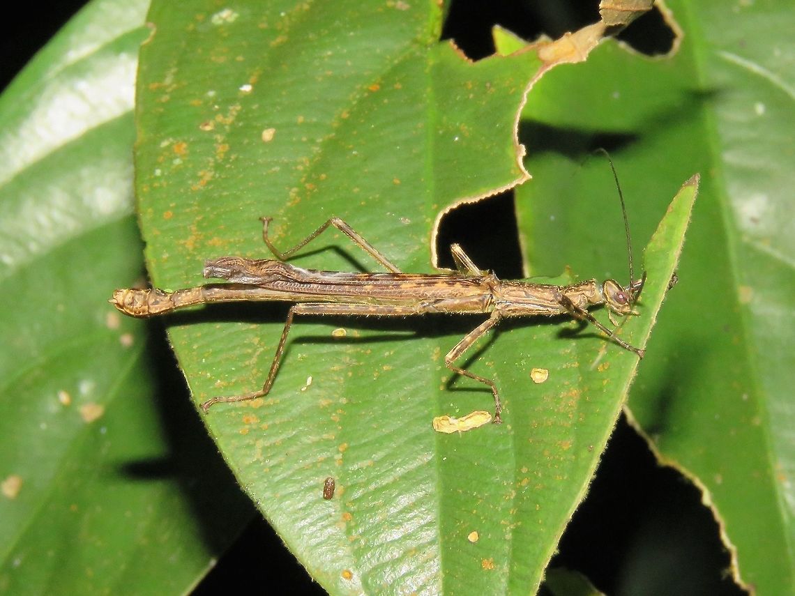 I'm eating Female Phasmid from the family of Aschiphasmatidae.<br />
Small size, around 3.5 cm. Malaysia,Phasmatodea,Phasmid,Sarawak,Stick Insect