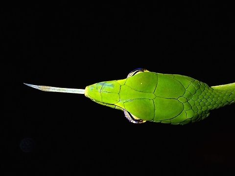 Oriental Whip/Vine Snake - Ahaetulla prasina This was probably still a juvenile with a length of less than 1 meter, they can grow up to nearly 2 meters length. I had quite an enjoyable time photographing this one as it was sticking its tongue out for a very long time, allowing me to take pics of it like that. Ahaetulla prasina,Malaysia,Oriental Vine Snake,Oriental Whip Snake,Sarawak,Snake