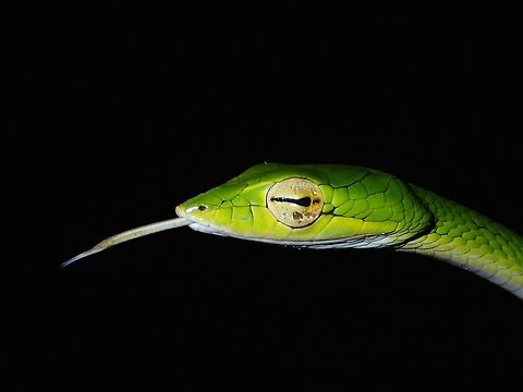 I see and smell you!  Ahaetulla prasina,Malaysia,Oriental Vine Snake,Oriental Whip Snake,Sarawak,Snake