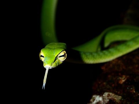 Oriental Whip/Vine Snake - Ahaetulla prasina  Ahaetulla prasina,Oriental Vine Snake,Oriental Whip Snake,Sarawak,Snake,malaysia