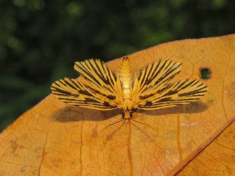 Moth Size around 2 cm wingspan, mostly orange/light brown colour with black markings on wings, well camouflaged on dead leaf. Malaysia,Moth,Sarawak,moth week 2018