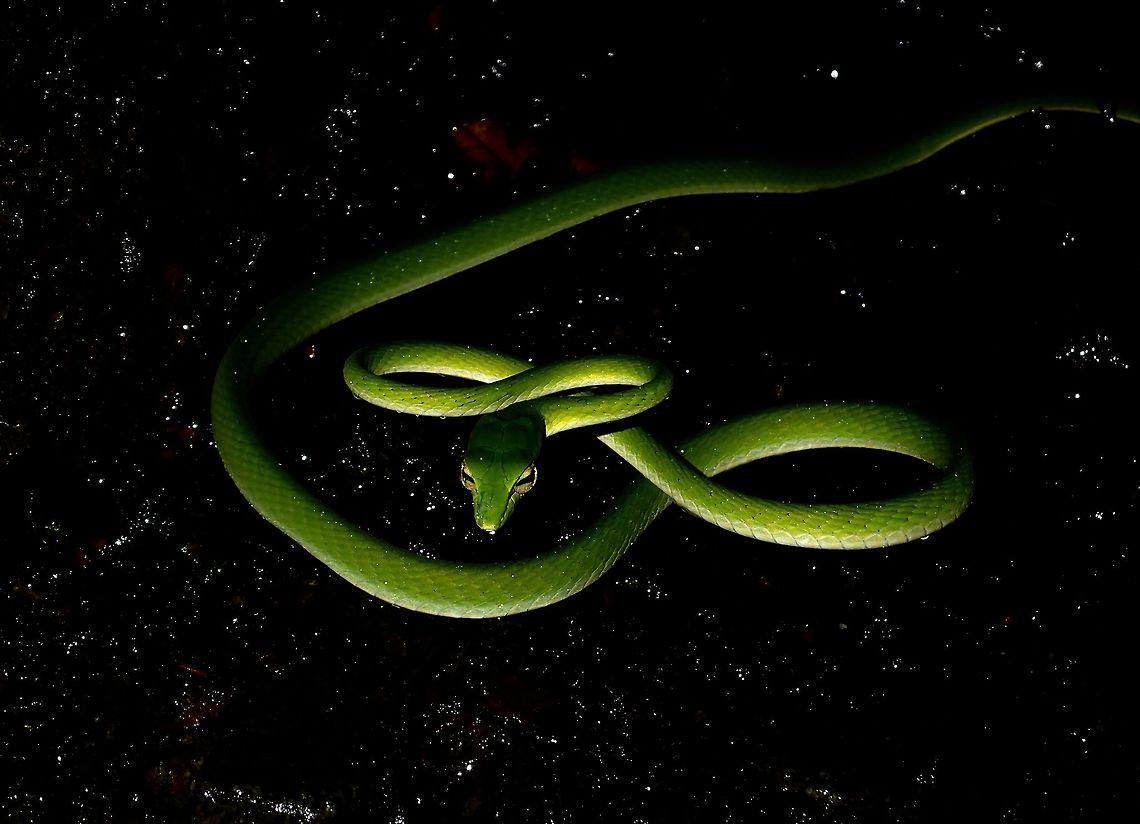 I'm from Milky Way!  Ahaetulla prasina,Malaysia,Oriental Vine Snake,Oriental Whip Snake,Sarawak,Snake