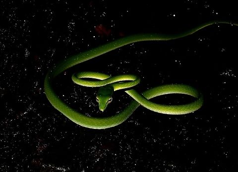 I'm from Milky Way!  Ahaetulla prasina,Malaysia,Oriental Vine Snake,Oriental Whip Snake,Sarawak,Snake