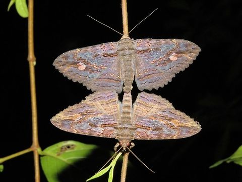 Mirror image Erebid Moth - Anisoneura salebrosa Anisoneura salebrosa,Erebid Moth,Malaysia,Moth,Sarawak