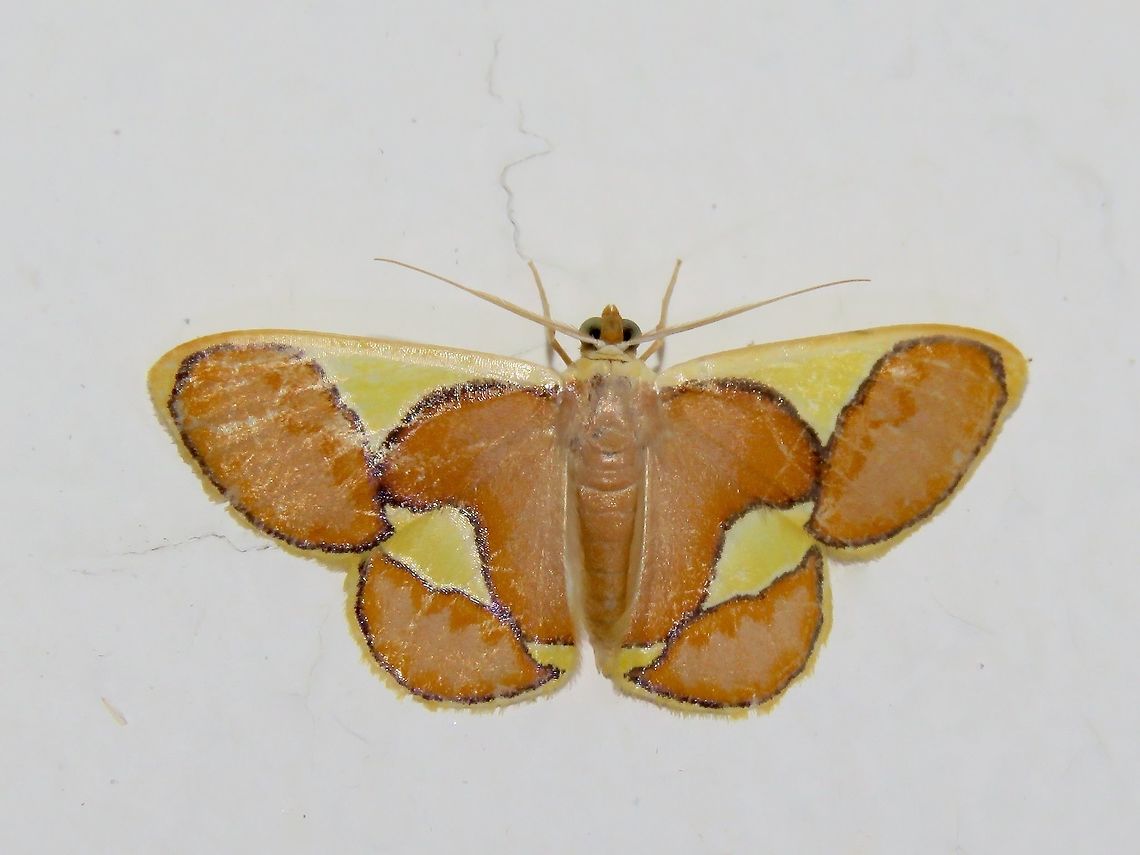 Geometrid Moth - Plutodes cyclaria                                 Geometrid Moth,Malaysia,Moth,Plutodes cyclaria,Sarawak