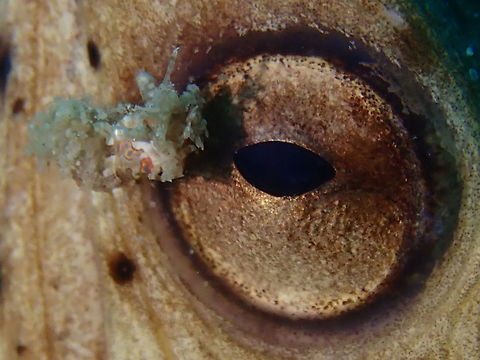 On the Eye! This was a special find, the Simplex Shrimp - Phyllognathia simplex is very small (less than 1 cm in size) and mostly covered in sand particles.  It was 'walking' on a Black-finned Snake Eel - Ophichthus melanochir. 

It was also a special find to see the Shrimp 'living' on the Snake Eel and I waited for the opportunity when the Shrimp was right on the eye of the Snake Eel to get this picture. Mabul,Malaysia,Phyllognathia simplex,Sabah,Shrimp,Simplex Shrimp