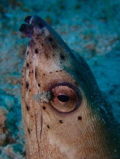 Highfin snake eel