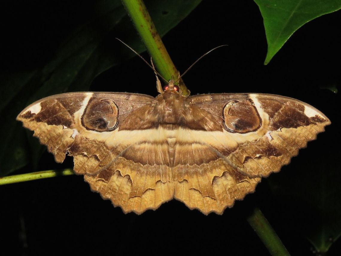Erebid Moth - Erebus ephesperis                                 Erebid Moth,Erebus ephesperis,Malaysia,Moth,Sarawak