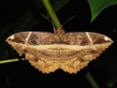 Erebid Moth - Erebus ephesperis                                 Erebid Moth,Erebus ephesperis,Malaysia,Moth,Sarawak
