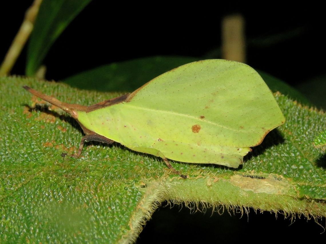 Leaf mimicking Grasshopper - Systella dusmeti This Leaf mimicking Grasshopper - Systella dusmeti can be found in green and brown variations and usually with patches/spots of brown/black/white. Grasshopper,Malaysia,Sarawak,Systella dusmeti