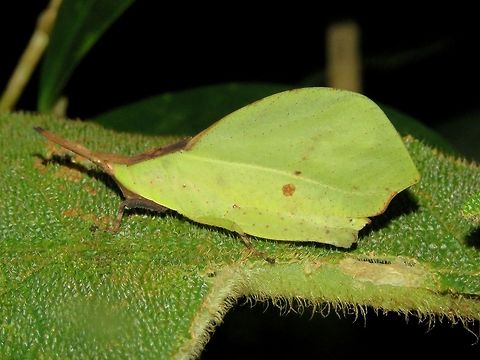 Leaf mimicking Grasshopper - Systella dusmeti This Leaf mimicking Grasshopper - Systella dusmeti can be found in green and brown variations and usually with patches/spots of brown/black/white. Grasshopper,Malaysia,Sarawak,Systella dusmeti