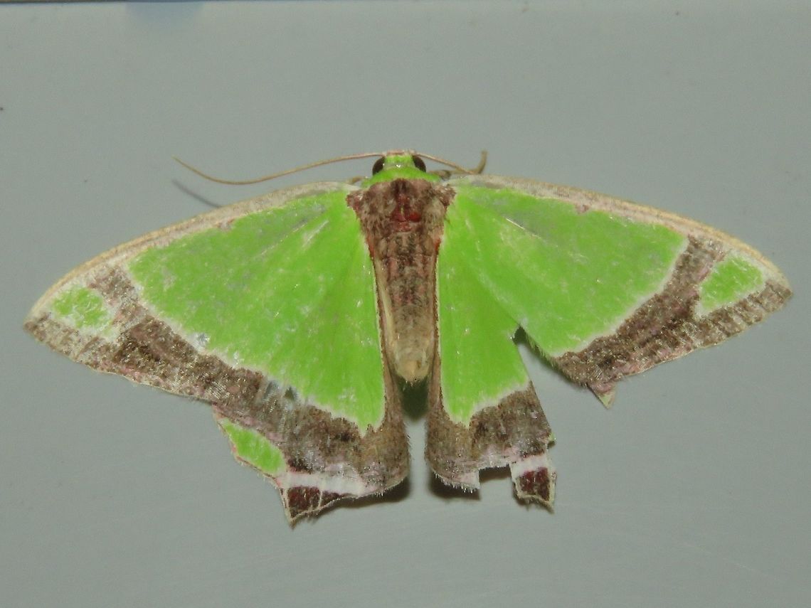 Crimson Spotted Emerald Moth - Agathia laetata                                 Agathia laetata,Emerald Moth,Malaysia,Moth,Sarawak