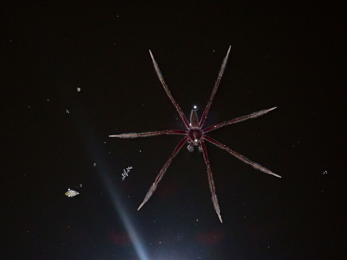 Fishing Spider - Nilus albocinctus This Fishing Spider - Nilus albocinctus was seen on water surface in a pond, hunting for fish. Fishing Spider,Malaysia,Nilus albocinctus,Sarawak,Spider