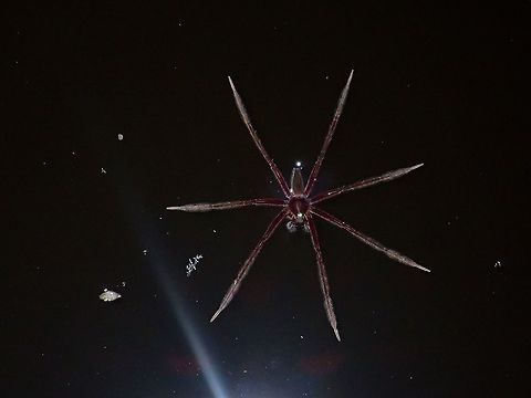 Fishing Spider - Nilus albocinctus This Fishing Spider - Nilus albocinctus was seen on water surface in a pond, hunting for fish. Fishing Spider,Malaysia,Nilus albocinctus,Sarawak,Spider