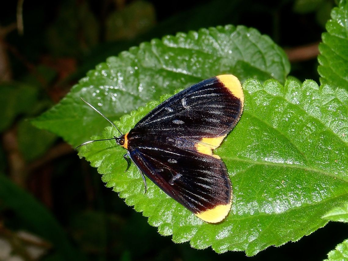 Noctuid Moth - Ophthalmis lincea  Batangas,Moth,Noctuid Moth,Ophthalmis lincea,Philippines