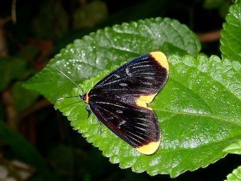 Noctuid Moth - Ophthalmis lincea  Batangas,Moth,Noctuid Moth,Ophthalmis lincea,Philippines