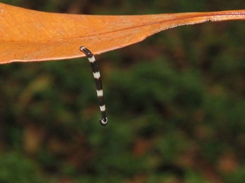 Dropping down Hammerhead Worm - Bipalium sp Bipalium,Bipalium sp,Hammerhead Worm,Malaysia,Sarawak,Worm