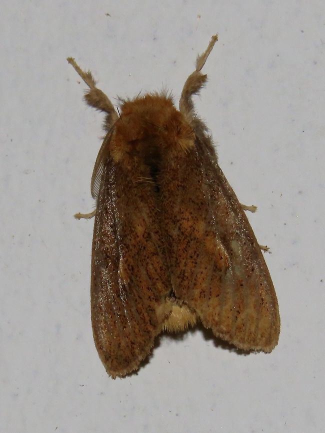 Moth Moth attracted by light at night to the Park&#039;s buildings.                                Malaysia,Moth,Sarawak