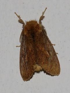 Moth Moth attracted by light at night to the Park's buildings.                                Malaysia,Moth,Sarawak