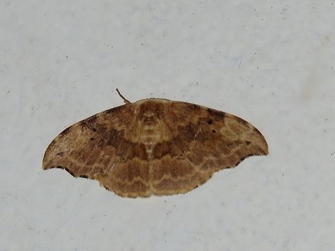 Moth Moth, attracted by light at night to the Park's buildings.                                Malaysia,Moth,Sarawak