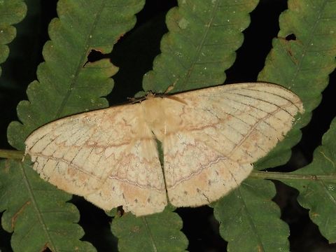 Moth                                 Malaysia,Moth,Sarawak