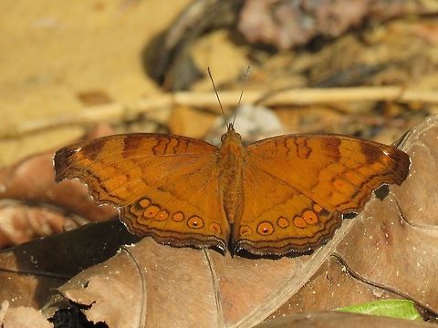 Brown Pansy Butterfly - Junonia hedonia                                 Brown Pansy,Butterfly,Junonia hedonia,Malaysia,Sarawak