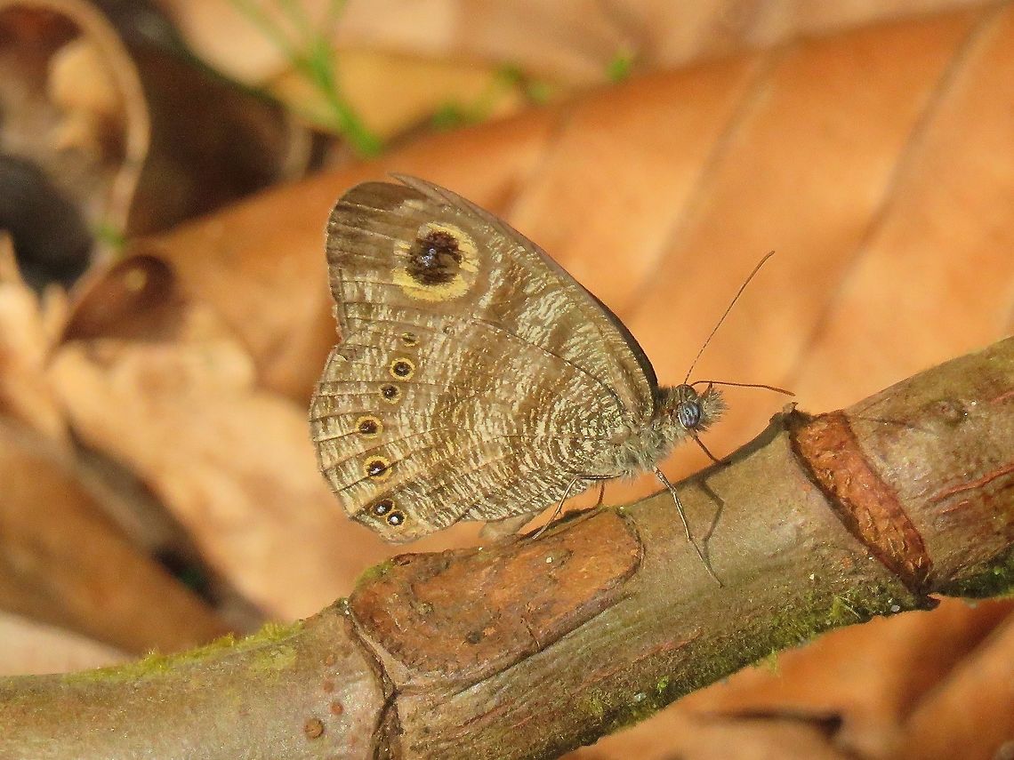 Malayan Six Ring Butterfly - Ypthima fasciata torone                                 Butterfly,Malayan Six Ring Butterfly,Malaysia,Sarawak,Ypthima fasciata torone