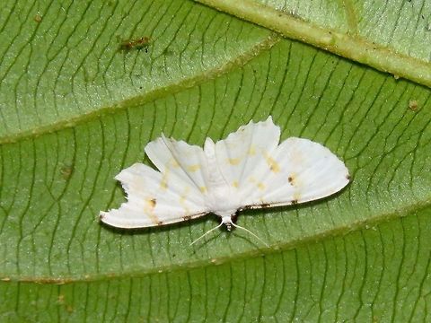 Moth                                 Malaysia,Moth,Sarawak