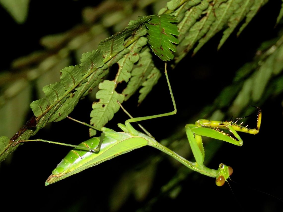 Praying Mantis                                 Malaysia,Mantis,Praying Mantis,Sarawak