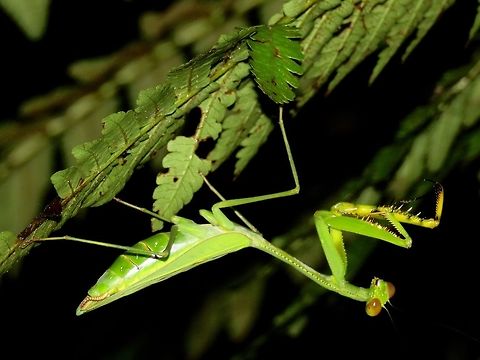 Praying Mantis                                 Malaysia,Mantis,Praying Mantis,Sarawak