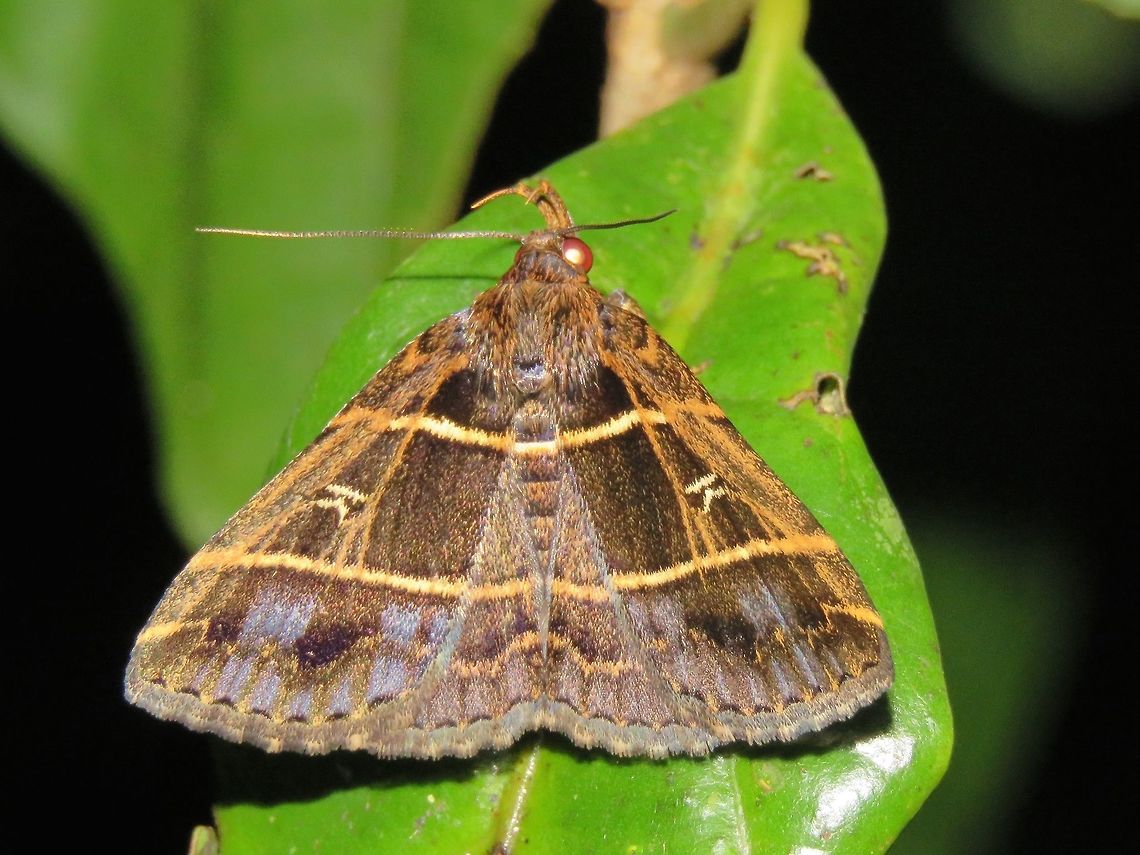 Moth                                 Malaysia,Moth,Sarawak