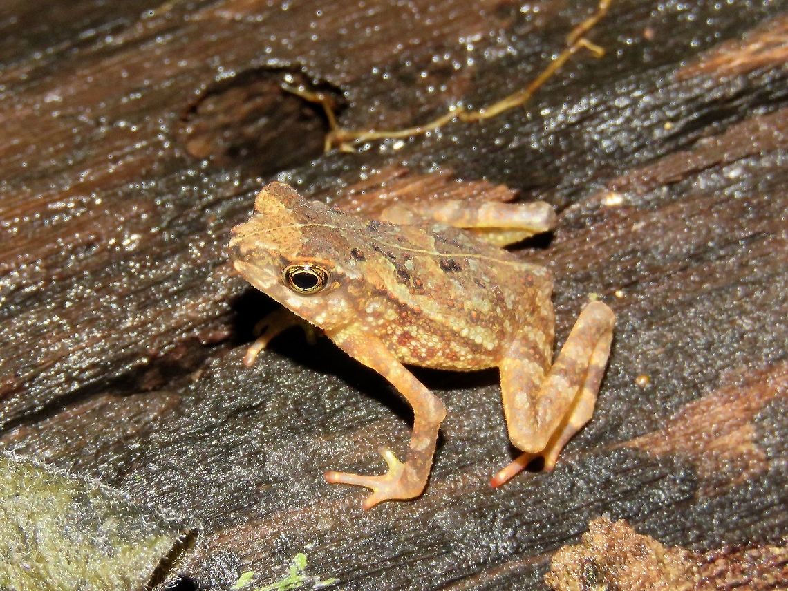Toad                                 Crested Toad,Ingerophrynus divergens,Malaysia,Sarawak,Toad