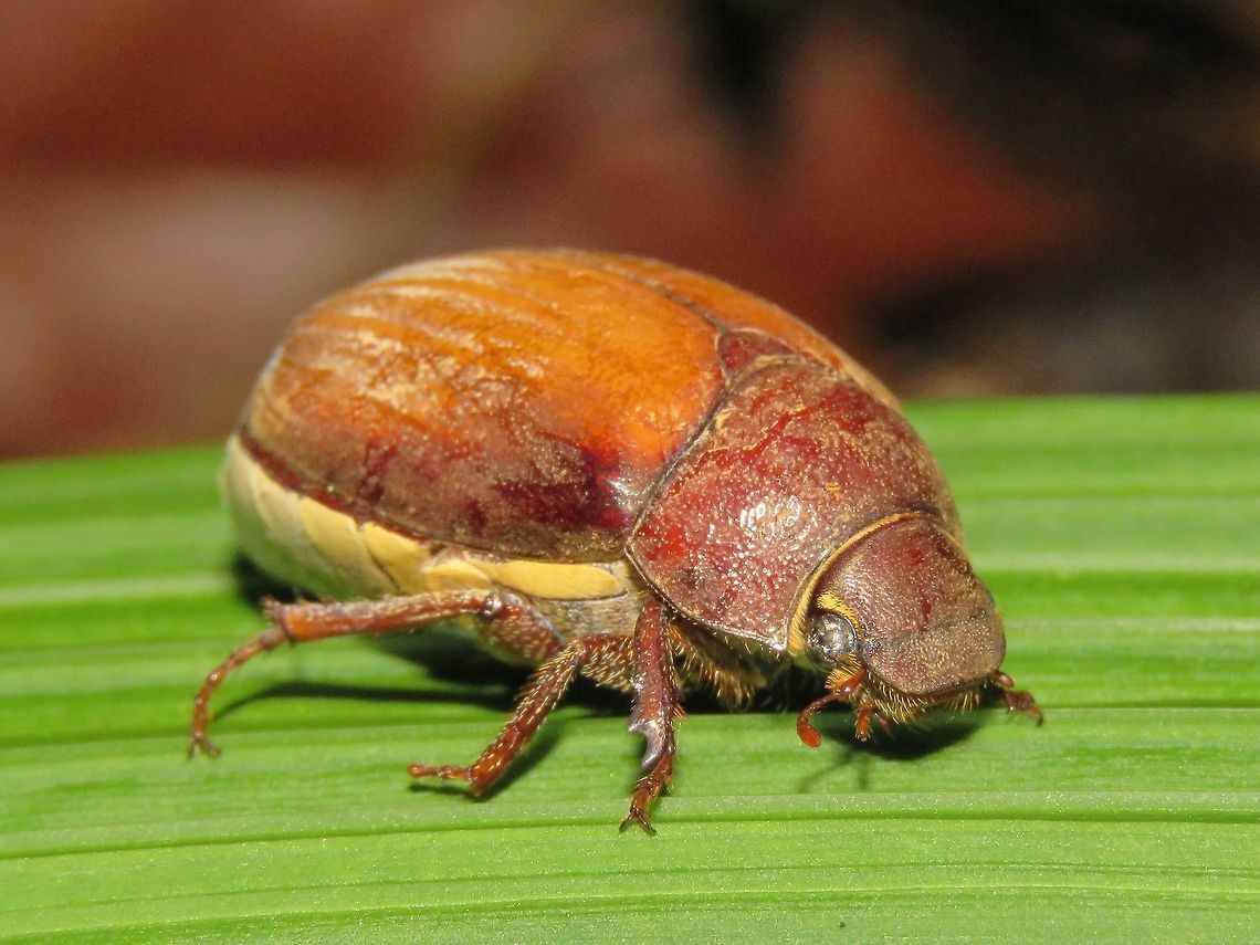 Beetle                                 Beetle,Malaysia,Sarawak