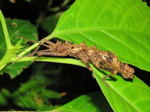 Stick Insect - Phasmid                                 Dares ulula,Malaysia,Phasmid,Sarawak,Stick Insect,Stick Insect - Dares ulula