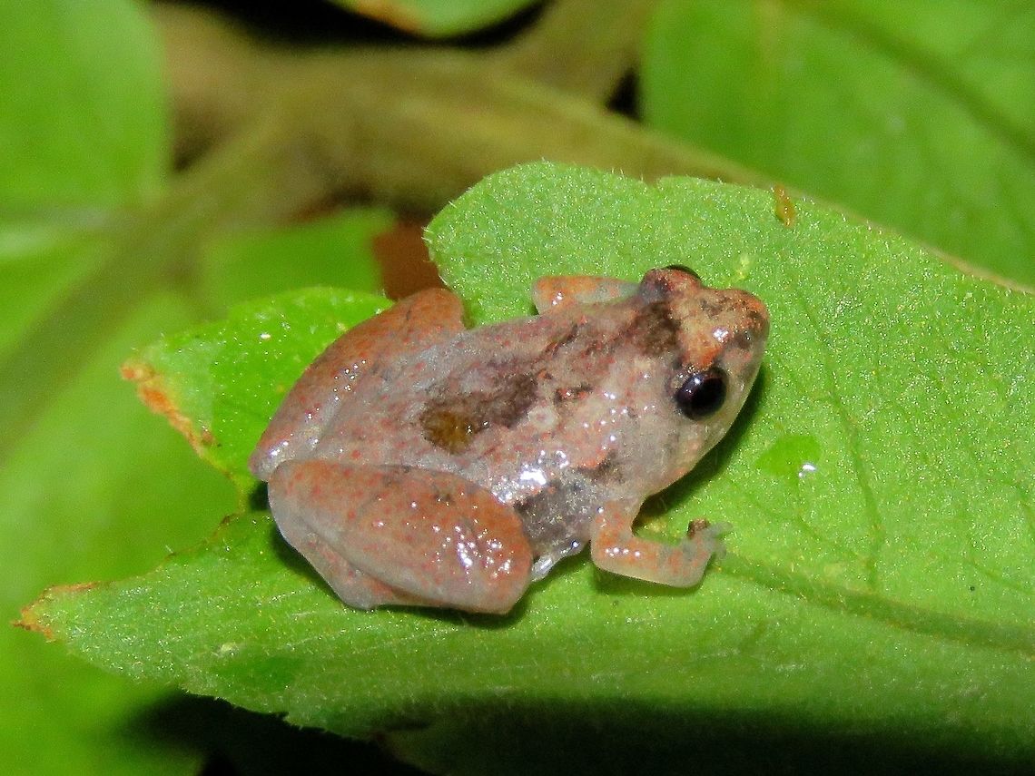 Frog Not sure if this are juvenile frogs, size less than 2.5 cm. Saw several of them, all around the same size.                                Frog,Malaysia,Sarawak