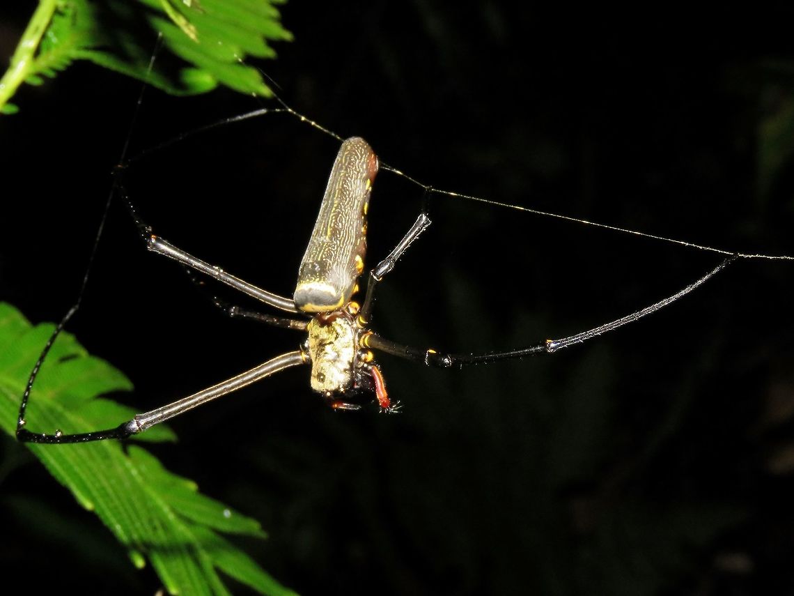 Giant Golden Orb Weaver - Nephila pilipes                                 Giant golden orb weaver,Malaysia,Nephila pilipes,Sarawak,Spider