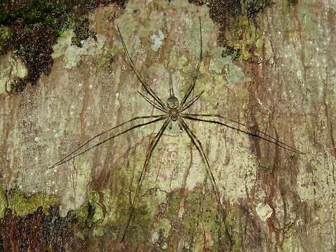 Two-Tailed Spider - Hersilia sp.                                 Hersilia,Hersilia deelemanae,Hersilia sp,Malaysia,Sarawak,Spider,Two-Tailed Spider