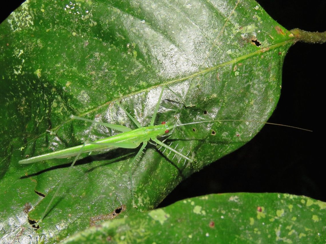 Katydid Small sized Katydid, all green in colour with spines on legs. Katydid,Malaysia,Sarawak