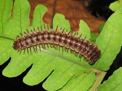 Tractor Millipede - Polydesmida sp                                 Malaysia,Millipede,Polydesmida,Polydesmida sp,Sarawak,Tractor Millipede
