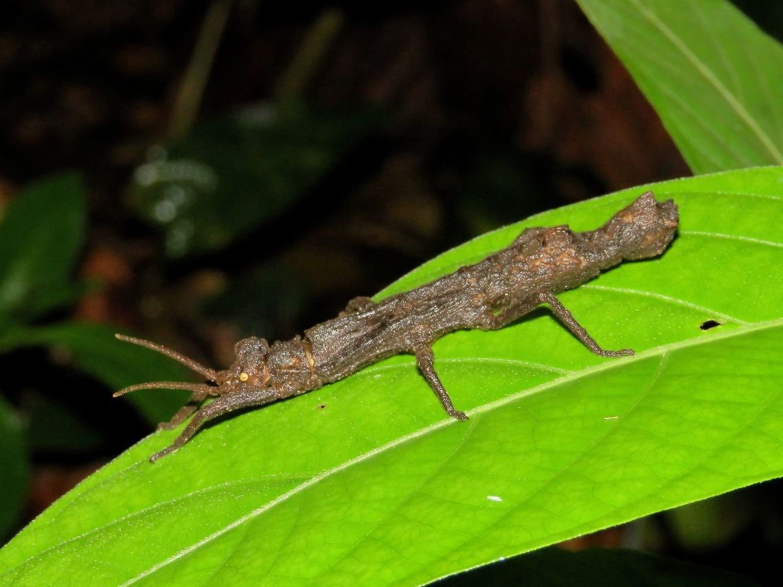 Stick Insect, Phasmid - Pylaemenes borneensis                                 Malaysia,Phasmatodea,Phasmid,Pylaemenes borneensis,Sarawak,Stick Insect
