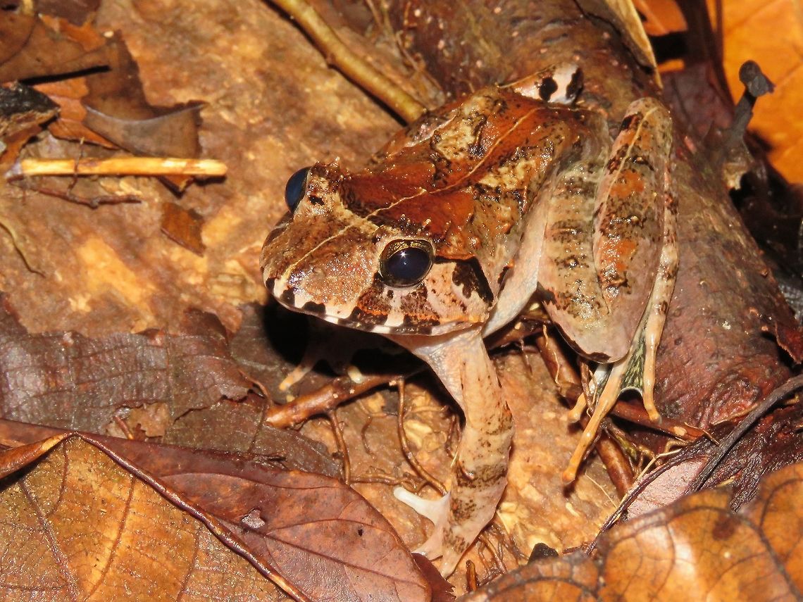 Frog This Frog, found among leaf litters, was very well camouflaged.                                Frog,Malaysia,Sarawak
